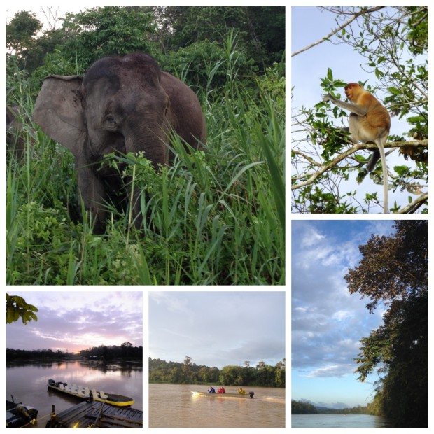 jungle adventures sabah