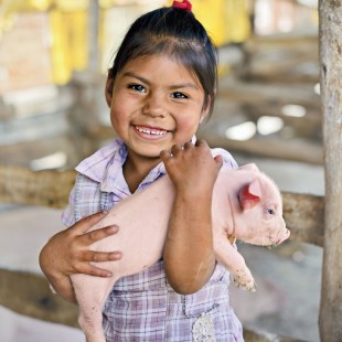 Pig_D4040121