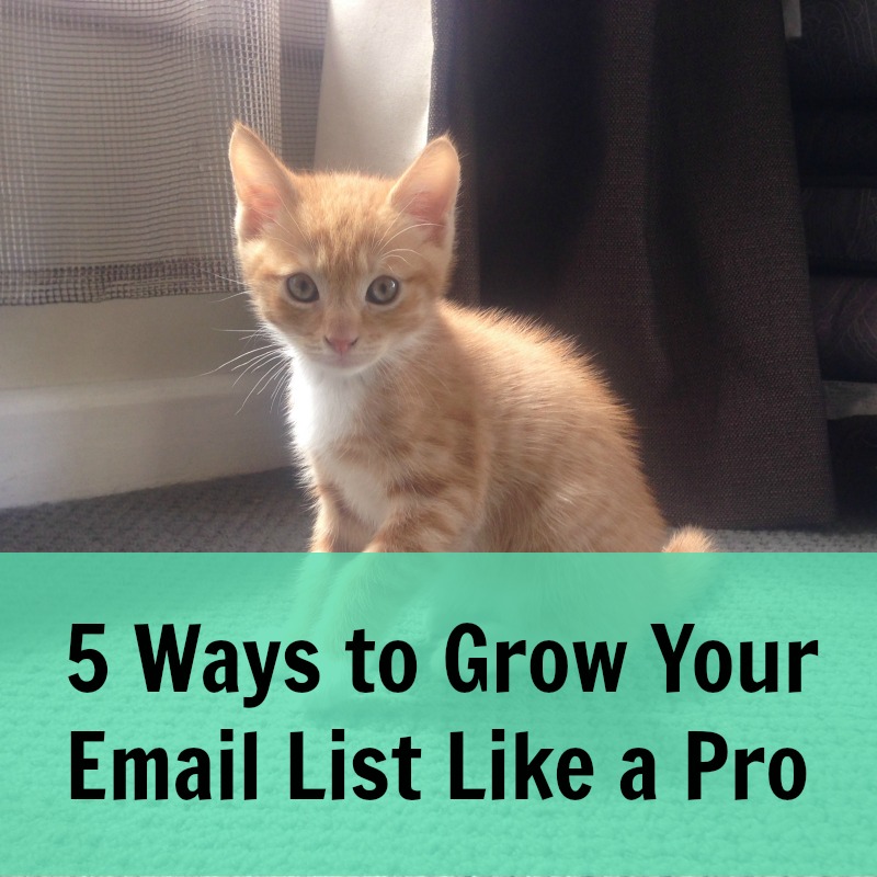 [239] 5 Ways to Grow Your Email List Like a Pro